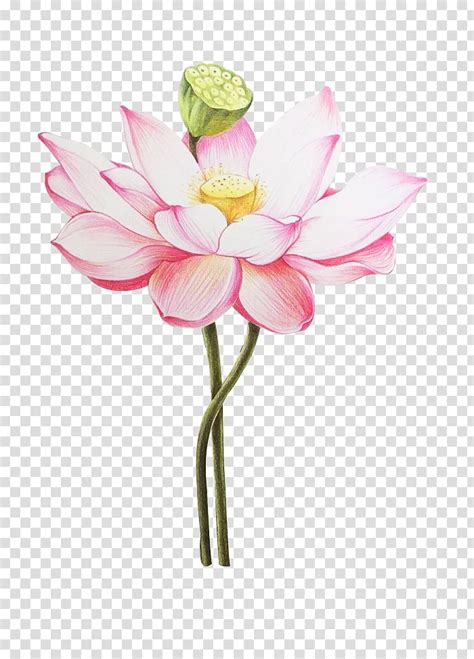 Pink Lotus Flower Art Colored Pencil Nelumbo Nucifera Drawing Painting