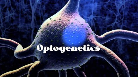 Optogenetics Brain Research A Light Switch For Neurons