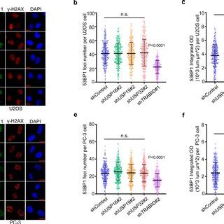 TRABID Regulates 53BP1 Foci Formation At DSB Sites U2OS Ac And PC 3