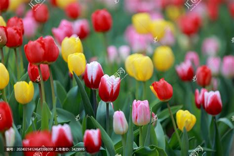 春天公园里盛开的郁金香花海花卉植物花草摄影素材汇图网