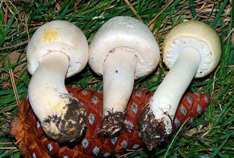 California Fungi Agaricus Campestris