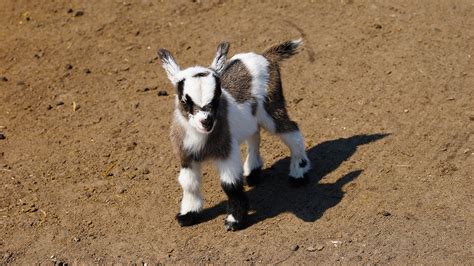 Fotos Hausziege Ziegen Babys Schatten Starren Ein Tier X