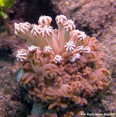 Phyllodesmium Rudmani Nudibranch Bali