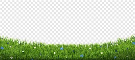 Premium Vector Green Grass Border With Flowers Isolated