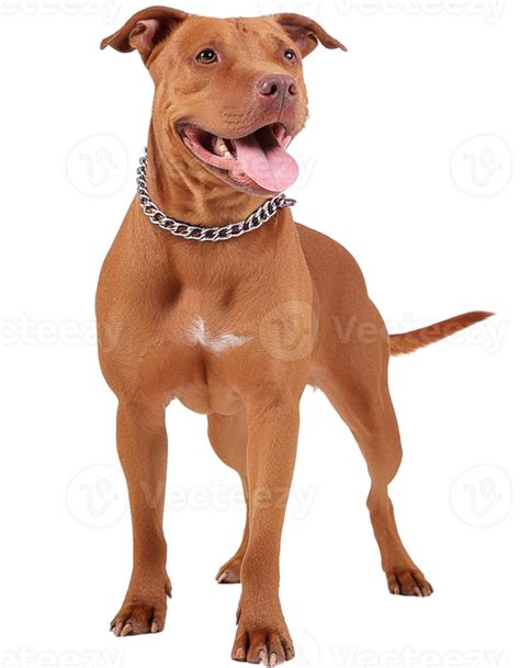 American Pitbull Transparent Picture 44772690 Png