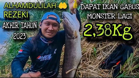 MANCING IKAN GABUS MONSTER 2 38 KG DISUNGAI BESAR MENDAPAT SAMBARAN DI