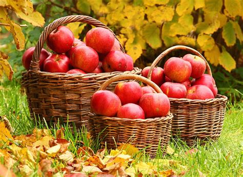 Apples Autumn Leaves Basket HD Wallpaper Peakpx