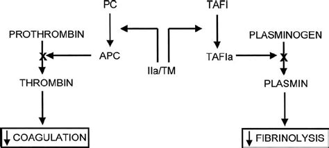 Anticoagulant And Antifibrinolytic Activities Of The Download