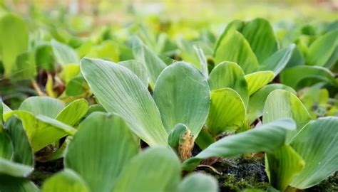 Pistia Stratiotes Care How To Grow And Maintain Water Lettuce