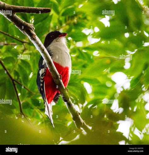 Tocororo cuba hi-res stock photography and images - Alamy