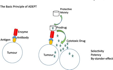 Antibody Directed Enzyme Prodrug Therapy Semantic Scholar