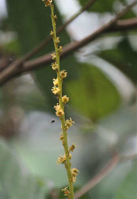 Agrostistachys Borneensis Cerlin Ng Flickr