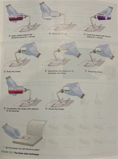 Microbiology Lab Gram Staining Diagram Quizlet