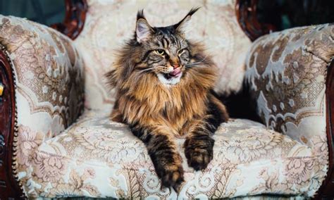 Gatos Maine Coon Origen Características Principales Y Carácter