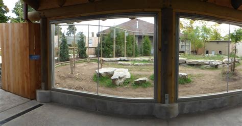 Gray Wolf Exhibit Zoochat