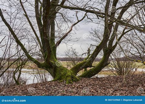 Old Oak Tree Without Leaves In Winter Stock Photo Image Of Field