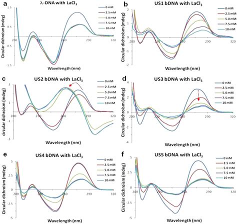 CD spectra of λ DNA and different bDNA structures with and without LaCl