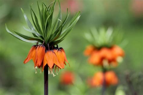 Keizerskroon Planten En Verzorgen