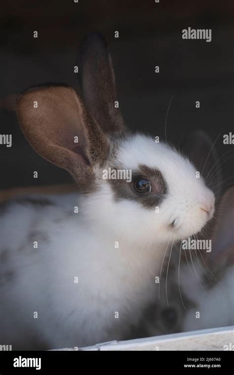 Close Up Shot Of White Rabbit And Brown Spots With Blurred Out Of Focus