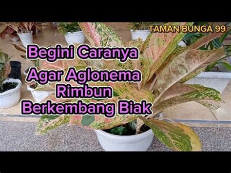 Tips Agar Aglonema Rimbun Dan Berkembang Biak Youtube