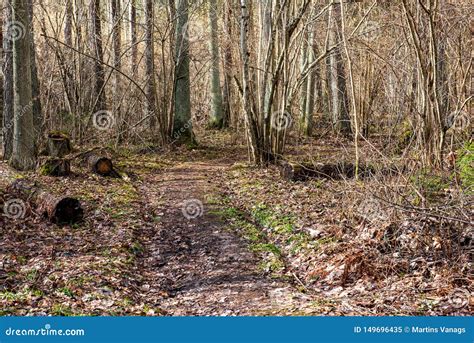 O Tronco De Rvore Velho Seco Stomp Na Natureza Imagem De Stock