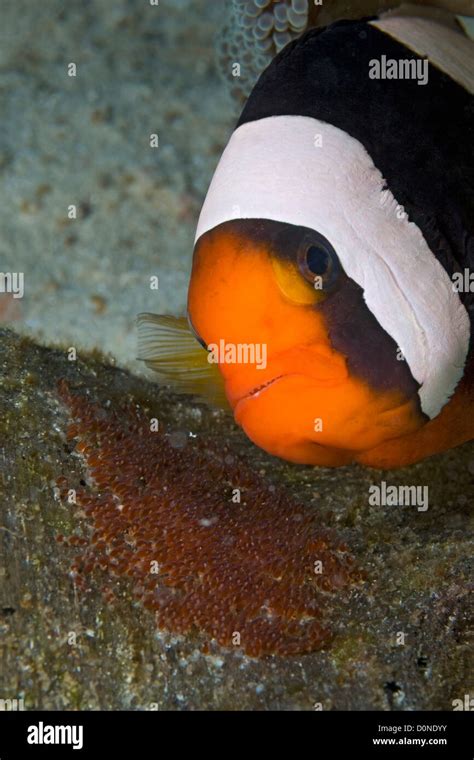 A Saddleback Anemonefish Amphiprion Polymnus Guards A Clutch Of Eggs