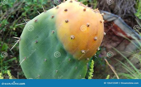 Fruit of tuna stock image. Image of plant, fruit, cactus - 126413349