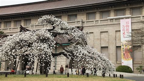 博物館でお花見を