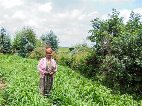 Ethiopia FEED II Farmers Boost Production And Improve Livelihoods