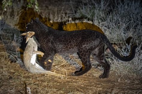 Photographer Tracks Down Ultra-Rare Black Panther in Africa | PetaPixel