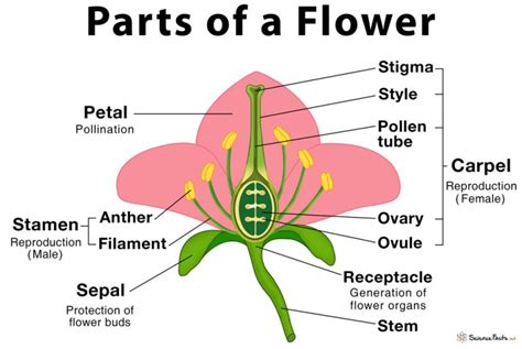 Flower Reproduction Diagram For Kids Sexual Reproduction In