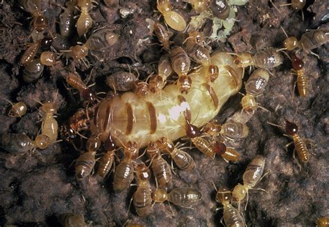 What Do Termite Eggs Look Like One Of The Areas You Can Look For Them