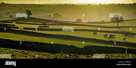 Vacas Y Ovejas En Este Campo Fotos E Im Genes De Stock Alamy