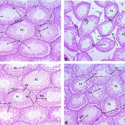 Microphotographs Of The Adult Male Sprague Dawley Rat Testes Hande Download Scientific Diagram
