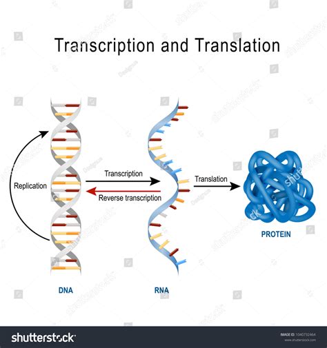 383 Dna translation Images, Stock Photos & Vectors | Shutterstock