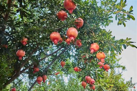 Growing Pomegranate Organically In Maharashtra Farming Practices And