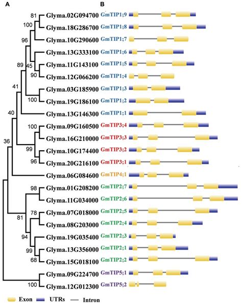 Phylogenetic Relationship And Exon Intron Structure Of Soybean Download Scientific Diagram