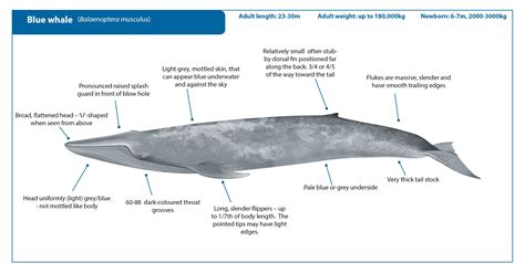 The Blue Whale and The Battle For Survival - 4TinyHands