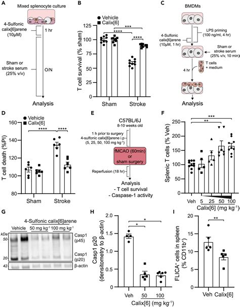 Discovery Of An Inhibitor Of Dna Driven Inflammation That