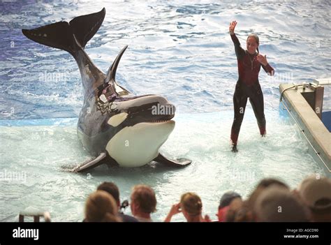 The Shamu Killer Whale Show At Seaworld In Florida Orlando Usa Stock