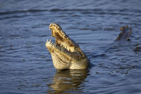 Un homme de Floride attaqué par un alligator alors qu il urinait dehors