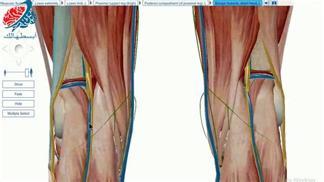 Superficial Fibular Peroneal Nerve