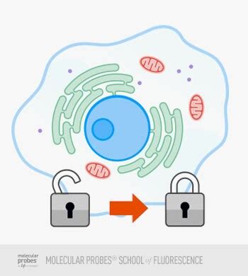 preparing fixed cells  labeling thermo fisher scientific kr