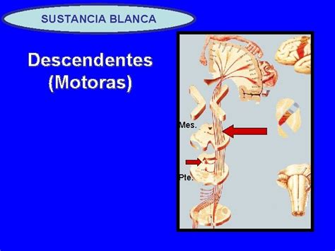 TEMA II Sistema Nervioso CONFIGURACIN INTERNA Y SISTEMATIZACIN