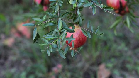 Pomegranate Carcovecchio Flickr