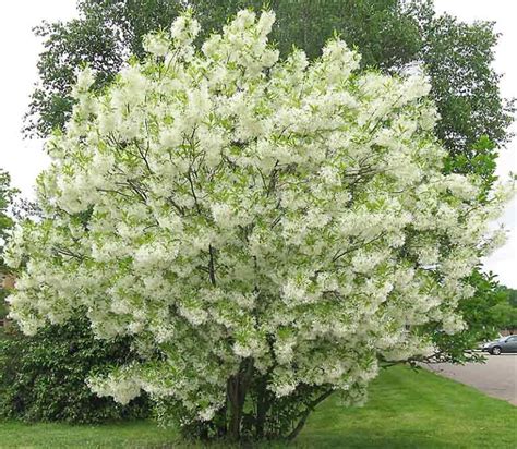 Chionanthus Virginicus White Fringe Tree Multi Stem Tidewater Trees