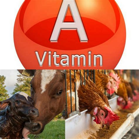 Vitamin-A at the lowest Price in India | Promois International