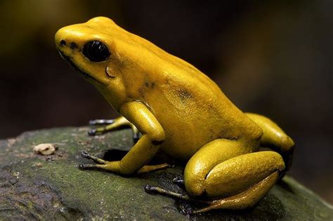 Golden Poison Dart Frog