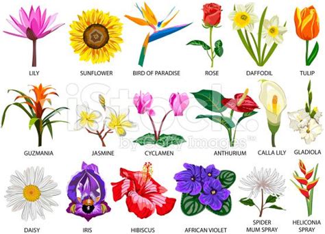 Set of Eighteen colorful most common species of flowers | Flower images ...