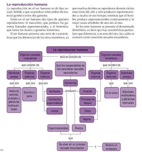 Realiza Un Organizador Grafico Sobre La Sexualidad Y Como Analizarla